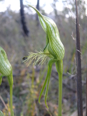 Pterostylis unicornis