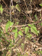 Akebia trifoliata