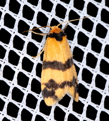 Thallarcha chrysochares