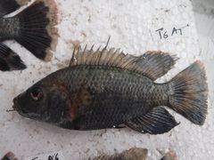 Oreochromis urolepis