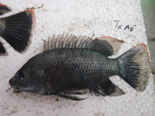 Rufiji tilapia (Oreochromis urolepis) — Cichlidae — 3