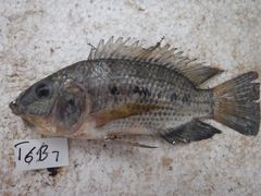 Oreochromis urolepis