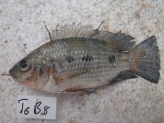 Oreochromis urolepis