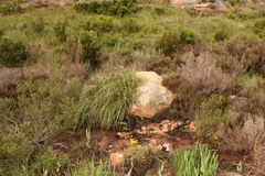 Xerophyta viscosa