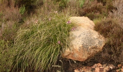 Xerophyta viscosa
