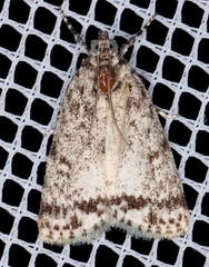 Phenacodes aleuropa