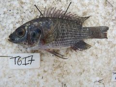 Oreochromis leucostictus