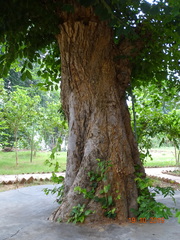 Holoptelea integrifolia