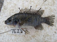 Oreochromis leucostictus