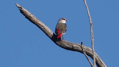 Diamond Firetail