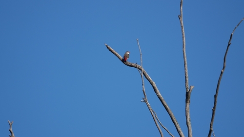 Diamond Firetail (Stagonopleura guttata), photo 5