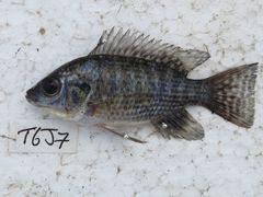 Oreochromis leucostictus