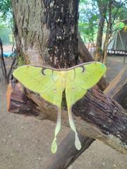 Actias maenas