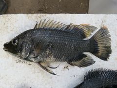 Oreochromis urolepis