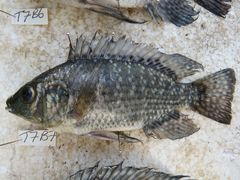 Oreochromis leucostictus