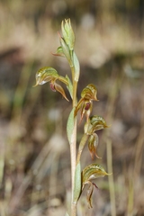 Pterostylis ferruginea