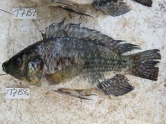Oreochromis leucostictus