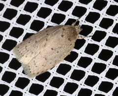 Brachynemata restricta
