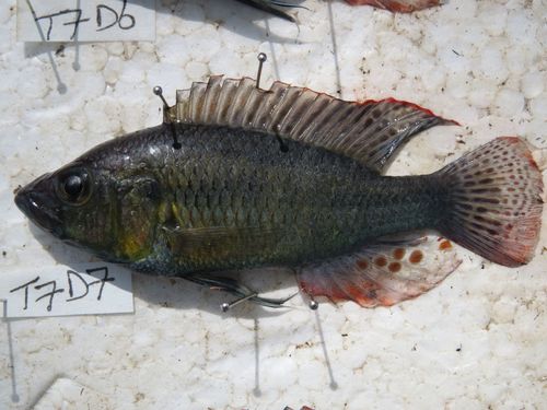Bloyet's haplo (Astatotilapia bloyeti) — Cichlidae — 4
