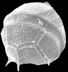 Peridinium aciculiferum