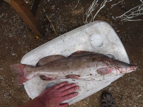 Eastern bagrid catfish (Bagrus orientalis) — Bagridae — 3