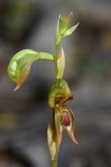 Pterostylis ferruginea