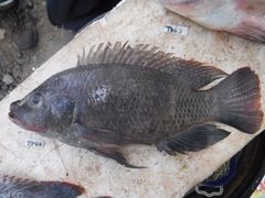 Oreochromis urolepis