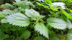 Urtica membranacea