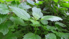 Urtica membranacea