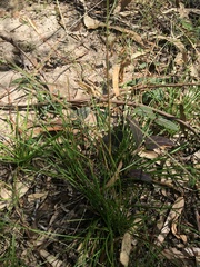 Eremochloa bimaculata