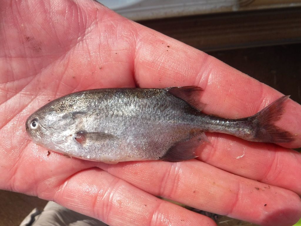 Churchill-snuitvis (Petrocephalus catostoma) — Mormyridae