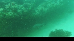 Umbrina canariensis
