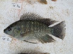 Oreochromis leucostictus