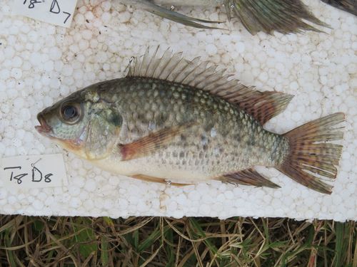 Blue-spotted Tilapia