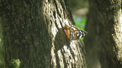 Paralethe dendrophilus