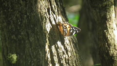 Paralethe dendrophilus