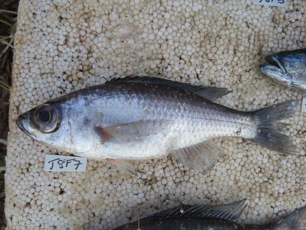 Bigeye deepwater cichlid (Diplotaxodon macrops) — Cichlidae