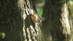 Paralethe dendrophilus