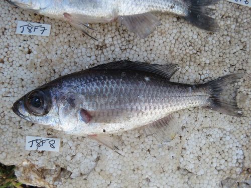Bigeye deepwater cichlid (Diplotaxodon macrops) — Cichlidae — 2