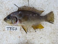 Astatotilapia calliptera