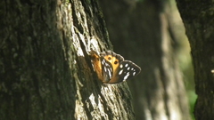 Paralethe dendrophilus