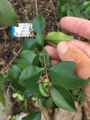 Decaspermum struckoilicum