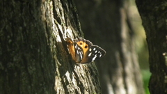 Paralethe dendrophilus