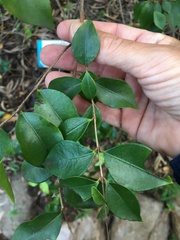 Decaspermum struckoilicum