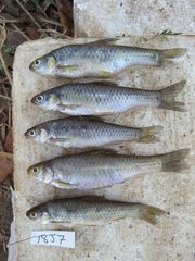 Enteromius trimaculatus