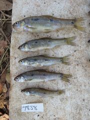 Enteromius trimaculatus