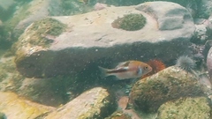 Chrysoblephus cristiceps