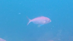 Pagellus bellottii
