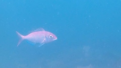 Pagellus bellottii