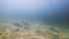Umbrina canariensis